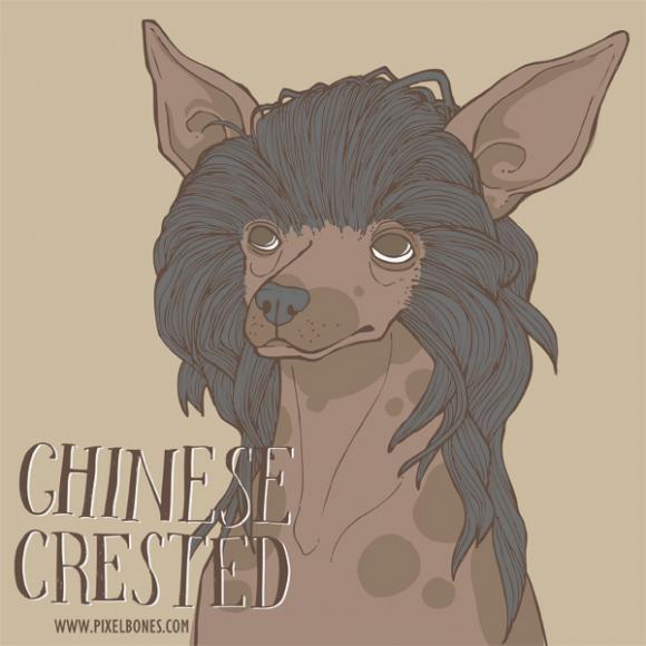 Chinese Crested © Julia Henkel